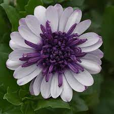 Weiß lila omeris blume samen for anpflanzung - sun loving, heirloom & gmo free samen for home garten
sale samen for home garten