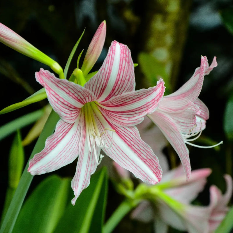 Rosa hippeastrum rutilum blume samen for anpflanzung - sun loving, heirloom & gmo free samen for home garten
sale samen for anpflanzung in home garten
