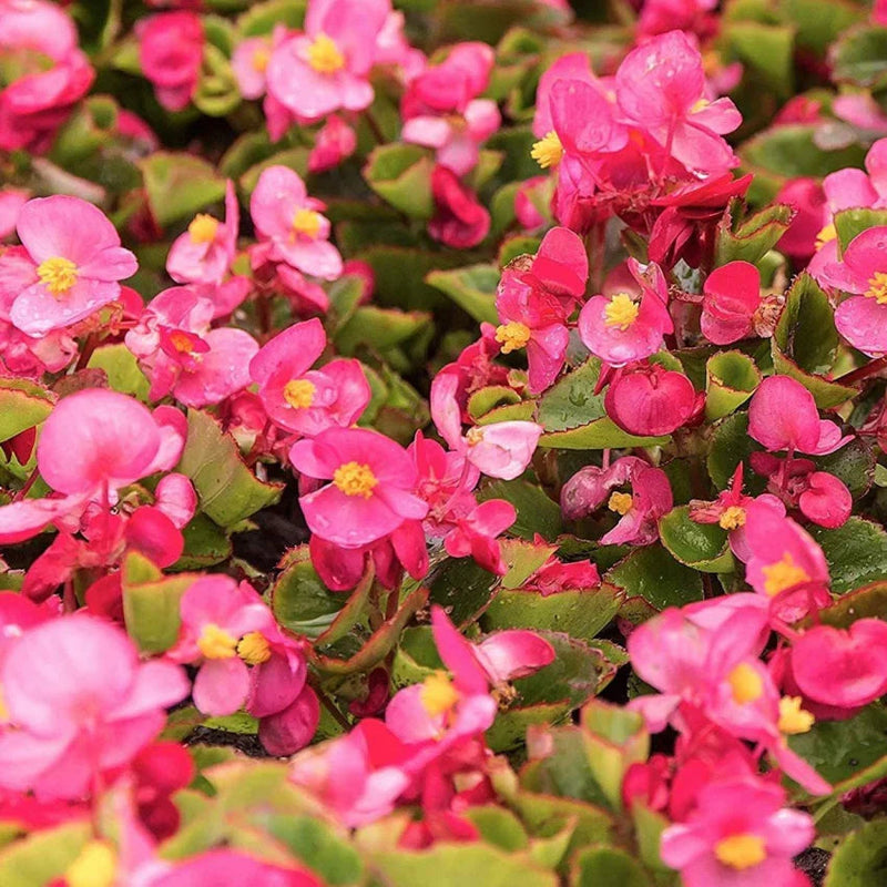 Begonia semperflorens blume samen for anpflanzung garten favorite heirloom & gmo free samen for home garten
sale samen for home garten anpflanzung
