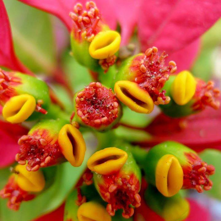 Poinsettia blume samen for anpflanzung - low maintenance, heirloom & gmo free samen for home garten
sale for anpflanzung in home garten