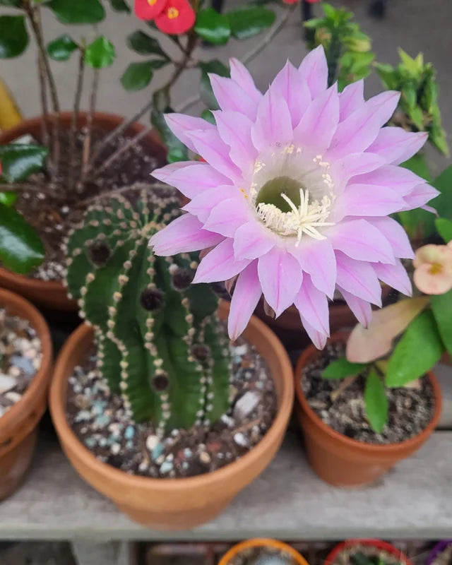 Rosa echinopsis tubiflora blume samen for anpflanzung compact growth heirloom & gmo free samen for home garten
sale samen for home garten anpflanzung