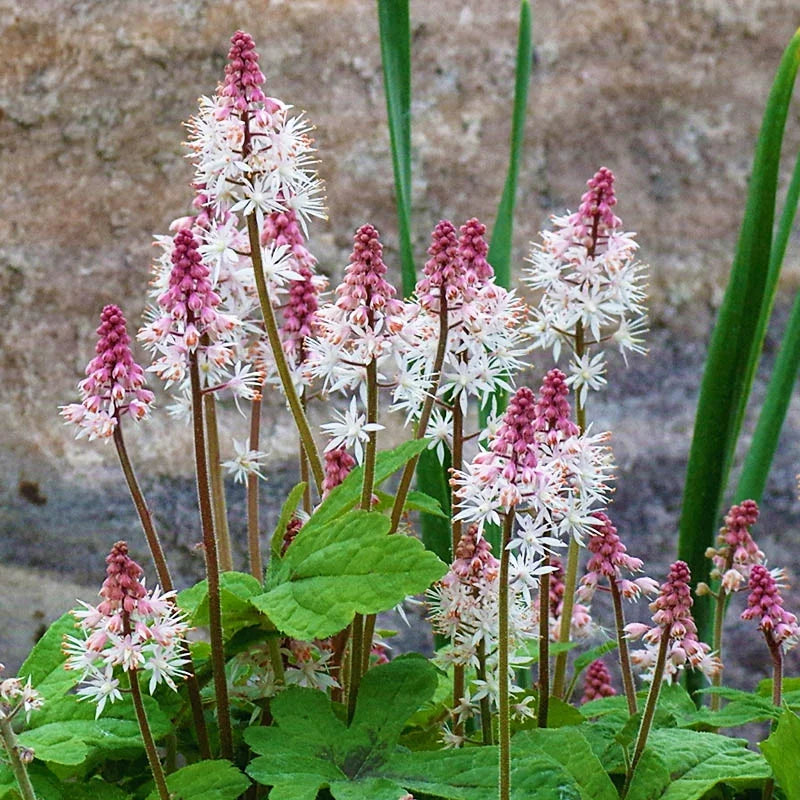 Rosa weiß tiarella blume samen for anpflanzung - long bloom season, heirloom & gmo free samen for home garten
sale samen for anpflanzung in home garten