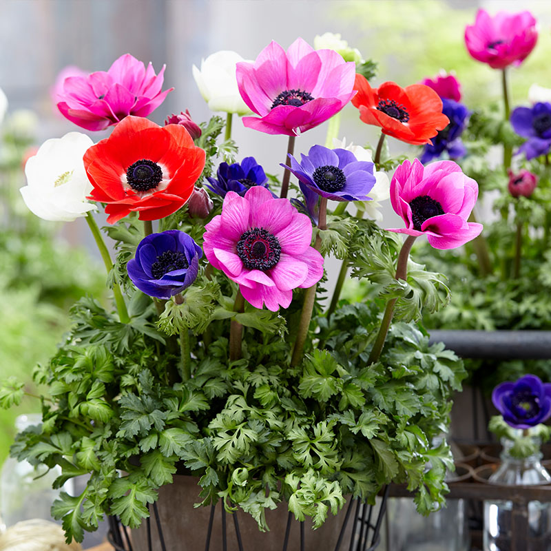 Anemones blume samen for anpflanzung seasonal bloomer heirloom & gmo free samen for home garten
sale for anpflanzung in home garten