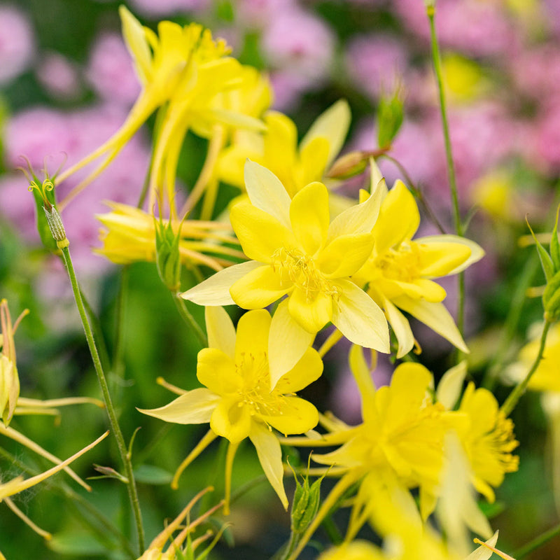 Aquilegia chrysantha blume samen for anpflanzung sun loving heirloom & gmo free samen for home garten
sale samen for home garten anpflanzung