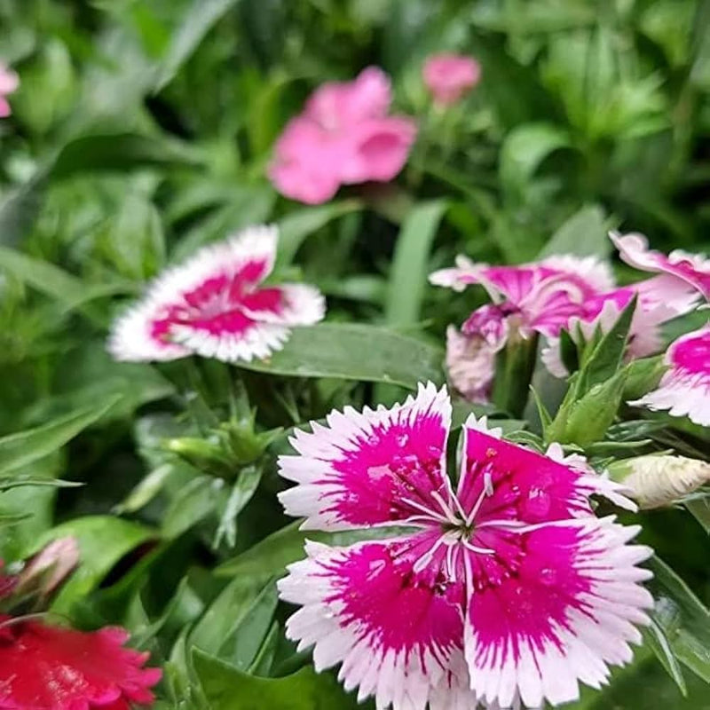 Rosa weiß dianthus barbatus blume samen for anpflanzung vibrant colors heirloom & gmo free samen for home garten
sale samen for home garten anpflanzung