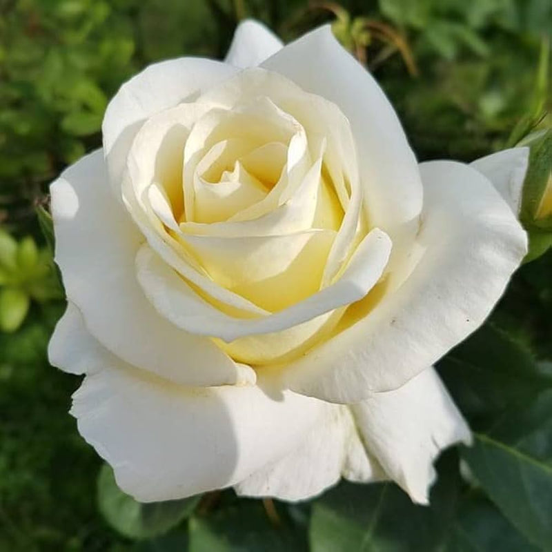 Weiß rose blume samen for anpflanzung bright blooms heirloom & gmo free samen for home garten
sale samen for home garten anpflanzung