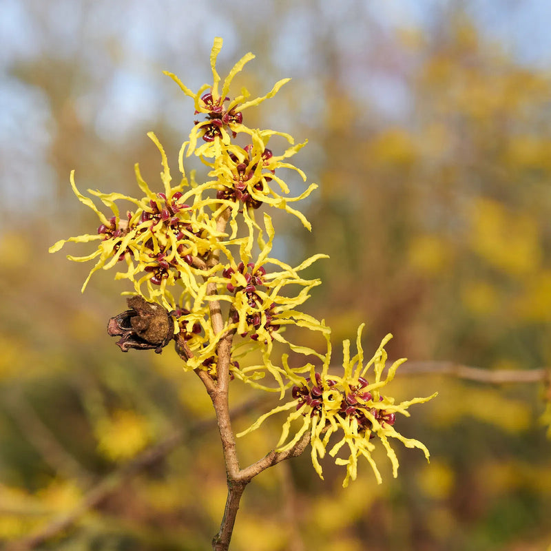 Zaubernuss hamamelis blume samen for anpflanzung - easy to grow, heirloom & gmo free samen for home garten
sale samen for anpflanzung in home garten