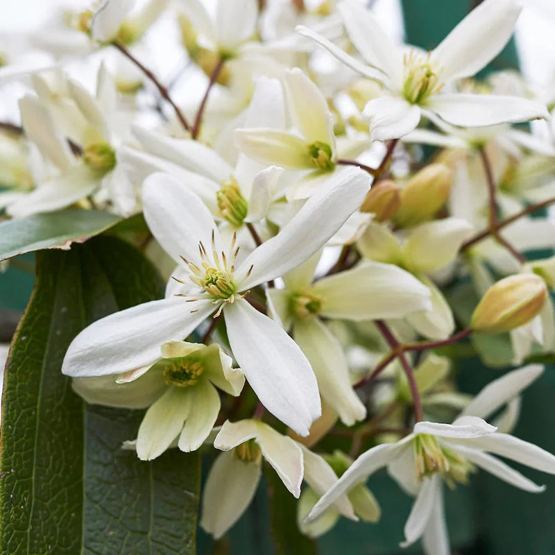 Clematis montana blume samen for anpflanzung pollinator friendly heirloom & gmo free samen for home garten
sale for anpflanzung in home garten