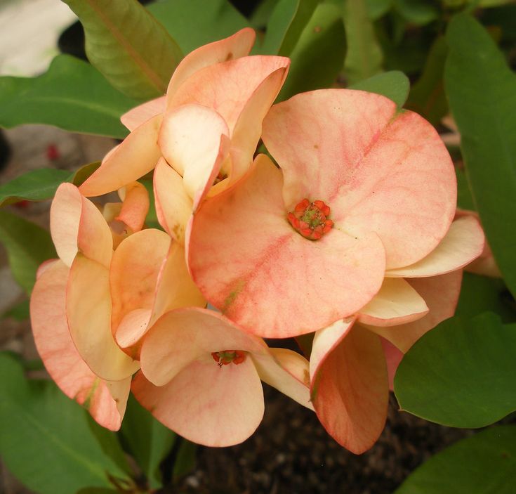Pale rosa euphorbia milii blume samen for anpflanzung fragrant blossoms heirloom & gmo free samen for home garten
sale samen for home garten anpflanzung