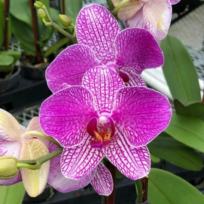 Weiß violet phalaenopsis orchid blume samen for anpflanzung low maintenance heirloom & gmo free samen for home garten
sale samen for home garten anpflanzung