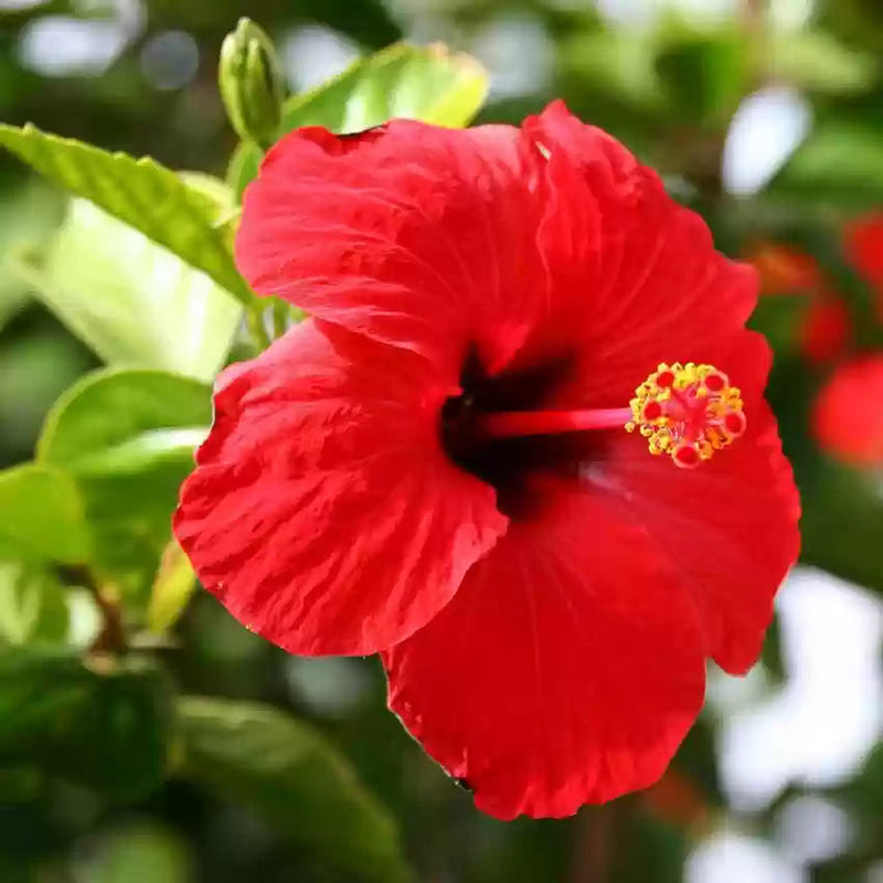 Rot hibiscus blume samen for anpflanzung vibrant colors heirloom & gmo free samen for home garten
sale samen for home garten anpflanzung