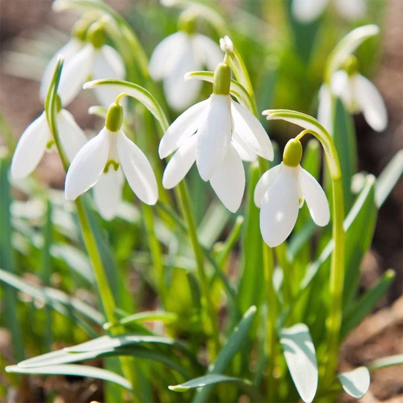 Weiß galanthus blume samen for anpflanzung garten favorite heirloom & gmo free samen for home garten
sale samen for home garten anpflanzung
