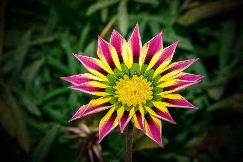 Rosa gelb gazania blume samen for anpflanzung premium quality heirloom & gmo free samen for home garten
sale samen for home garten anpflanzung