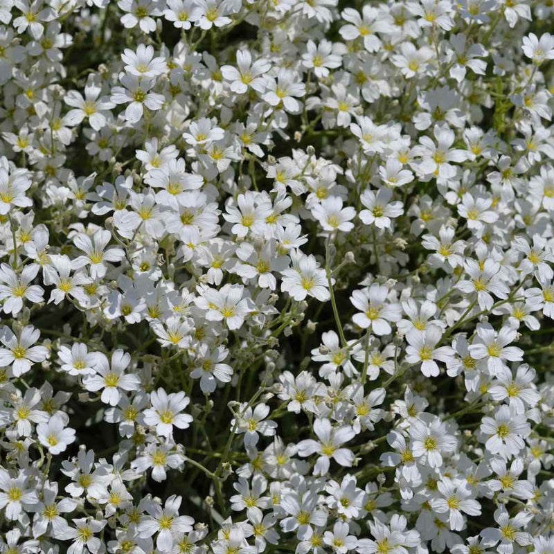 Weiß gypsophila repens blume samen for anpflanzung sun loving heirloom & gmo free samen for home garten
sale samen for home garten anpflanzung