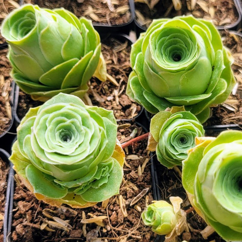 Aamish succulent blume samen for anpflanzung easy to grow heirloom & gmo free samen for home garten
sale samen for home garten anpflanzung