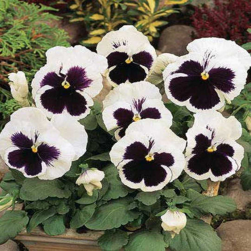 Weiß schwarz pansy blume samen for anpflanzung hardy variety heirloom & gmo free samen for home garten
sale samen for home garten anpflanzung