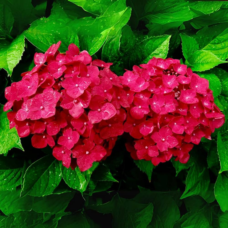 Rot hydrangea blume samen for anpflanzung vibrant colors heirloom & gmo free samen for home garten
sale samen for home garten anpflanzung