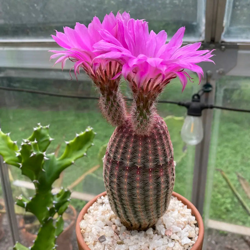 Violet echinocereus rigidissimus blume samen for anpflanzung colorful display heirloom & gmo free samen for home garten
sale samen for home garten anpflanzung