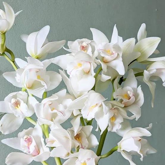Weiß cymbidium orchid blume samen for anpflanzung premium quality heirloom & gmo free samen for home garten
sale samen for home garten anpflanzung
