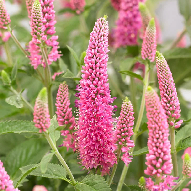 Veronica blume samen for anpflanzung sun loving heirloom & gmo free samen for home garten
sale for anpflanzung in home garten