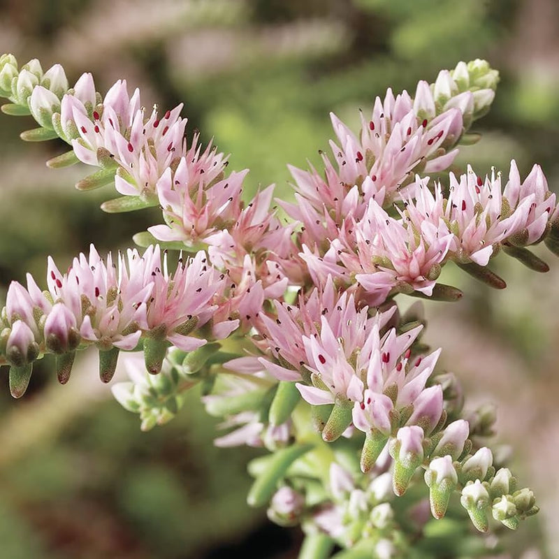 Rosa weiß sedum pulchellum blume samen for anpflanzung - sun loving, heirloom & gmo free samen for home garten
sale samen for anpflanzung in home garten
