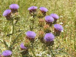 Violet cardunculus blume samen for anpflanzung - garten favorite, heirloom & gmo free samen for home garten
sale samen for home garten