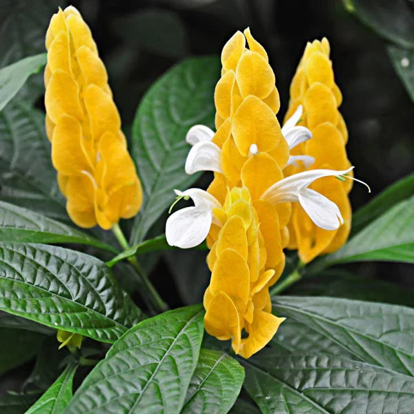 Weiß gelb pachystachys blume samen for anpflanzung - vibrant colors, heirloom & gmo free samen for home garten
sale samen for anpflanzung in home garten