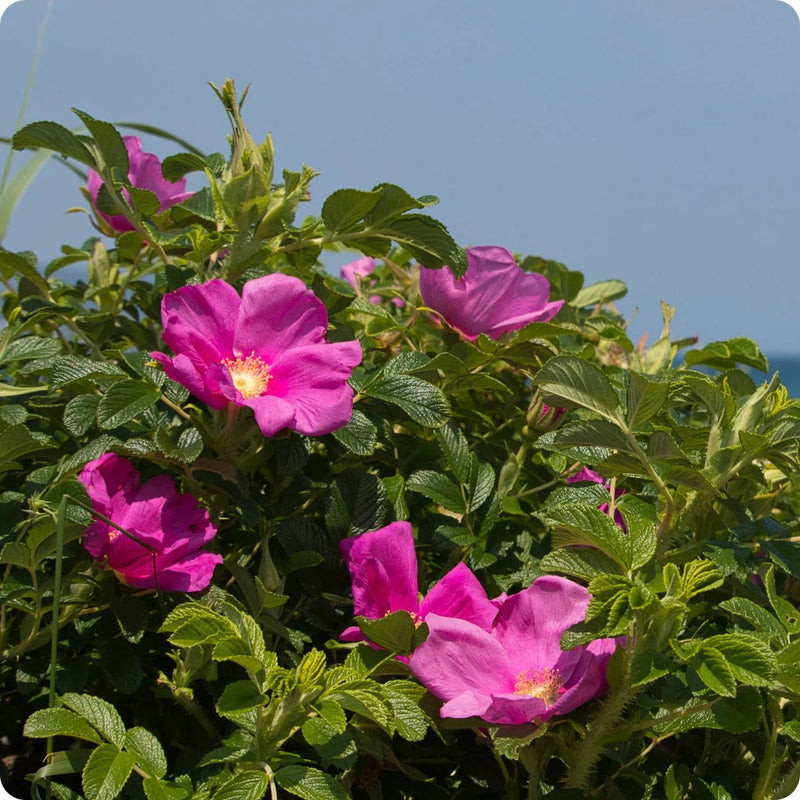 Rosa rugosa blume samen for anpflanzung bright blooms heirloom & gmo free samen for home garten
sale samen for home garten anpflanzung