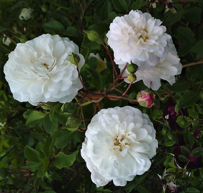 Polyantha rose blume samen for anpflanzung perfect for borders heirloom & gmo free samen for home garten
sale samen for home garten anpflanzung