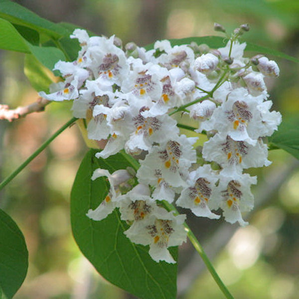 Weiß catalpa blume samen for anpflanzung drought tolerant heirloom & gmo free samen for home garten
sale samen for home garten anpflanzung
