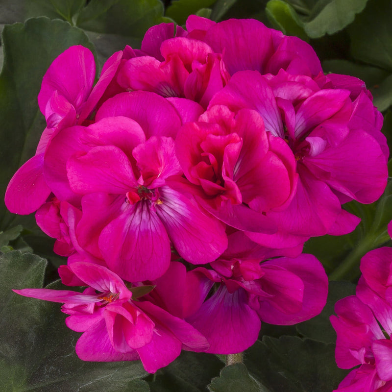 Deep rosa geraniums blume samen for anpflanzung perfect for borders heirloom & gmo free samen for home garten
sale samen for home garten anpflanzung