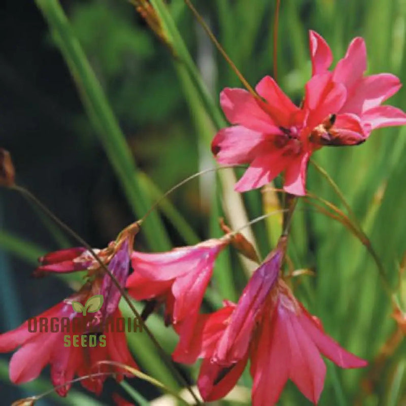 Pulcherrimum blume samen for anpflanzung - long bloom season, heirloom & gmo free samen for home garten
sale samen for home garten