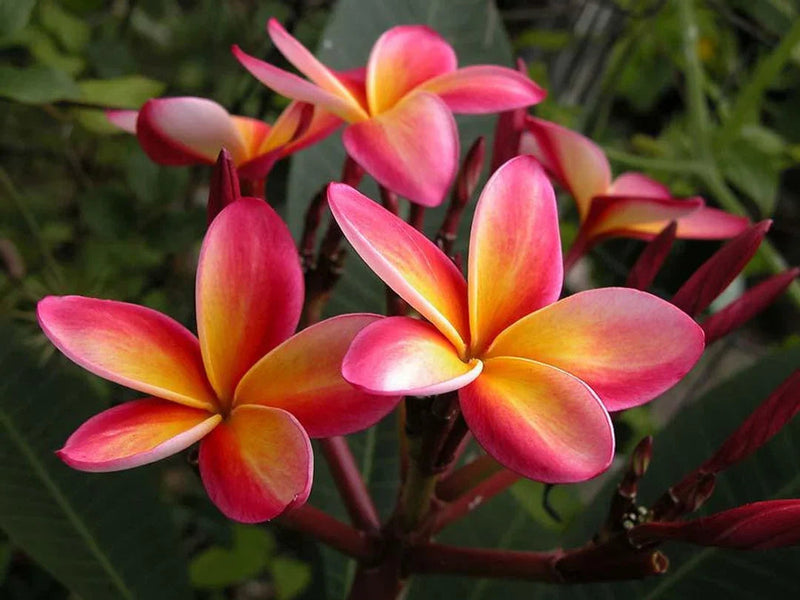 Rosa weiß frangipani blume samen for anpflanzung shade tolerant heirloom & gmo free samen for home garten
sale samen for home garten anpflanzung