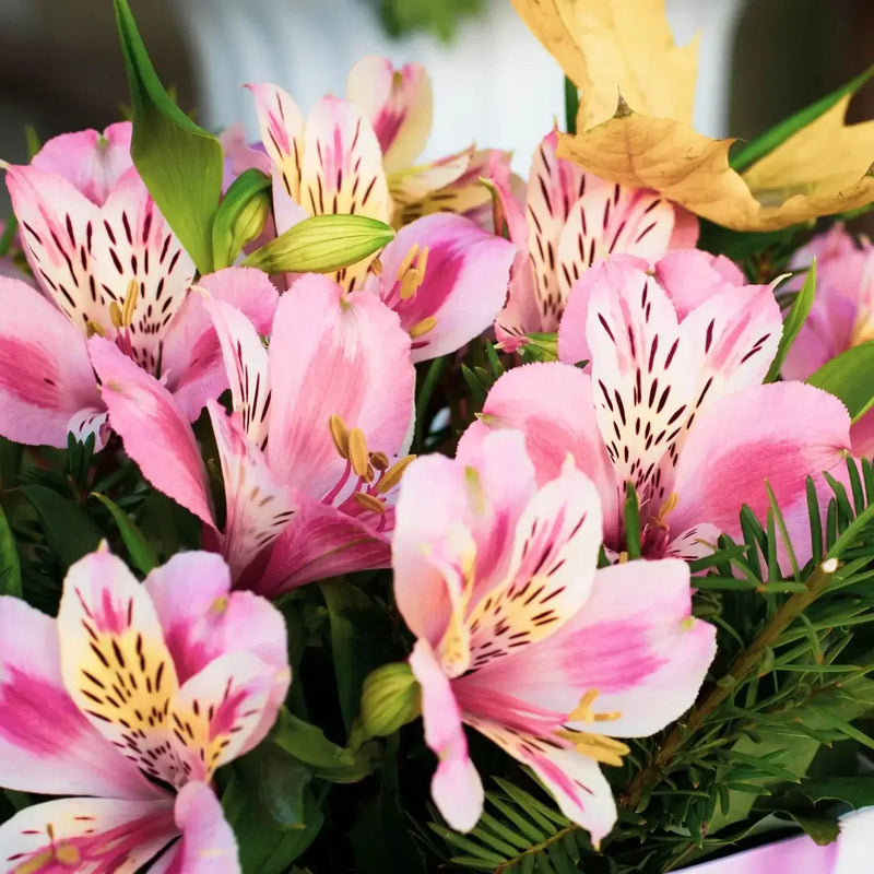 Alstroemeria blume samen for anpflanzung compact growth heirloom & gmo free samen for home garten
sale samen for home garten anpflanzung