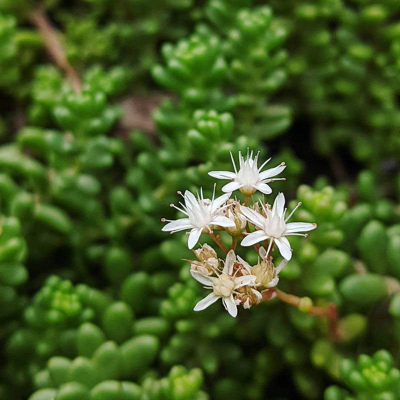 Weiß sedum acre blume samen for anpflanzung low maintenance heirloom & gmo free samen for home garten
sale samen for home garten anpflanzung