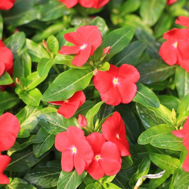 Rot vinca blume samen for anpflanzung - vibrant colors, heirloom & gmo free samen for home garten
sale for anpflanzung in home garten
