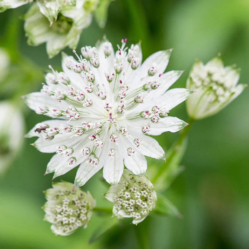 Astrantia, semillas de flores para sembrar, imprescindible para jardines de estilo rústico, variedad tradicional y sin ingeniería genética, semillas para el jardín doméstico