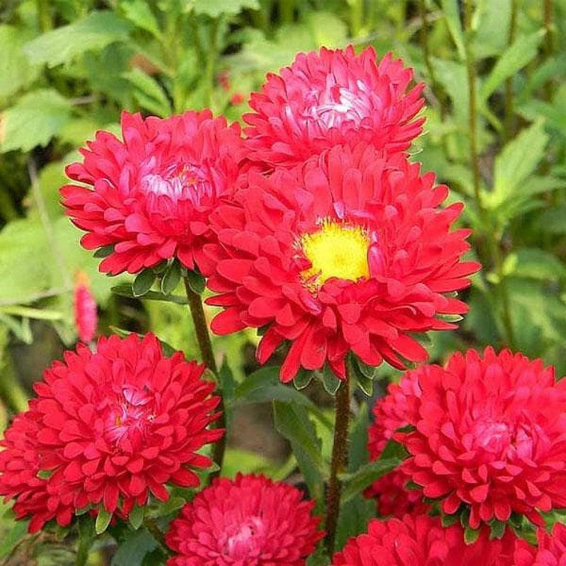 Rot aster blume samen for anpflanzung wildflower mix heirloom & gmo free samen for home garten
sale samen for home garten anpflanzung