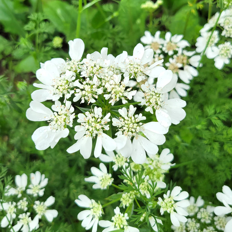 Weiß orlaya blume samen for anpflanzung - garten favorite, heirloom & gmo free samen for home garten
sale for anpflanzung in home garten