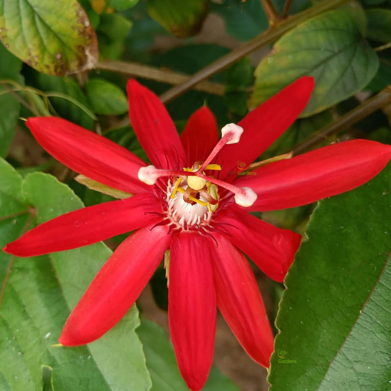 Semillas de Passiflora coccinea para siembra – mezcla de flores silvestres – variedad tradicional y semillas de jardín sin organismos modificados genéticamente