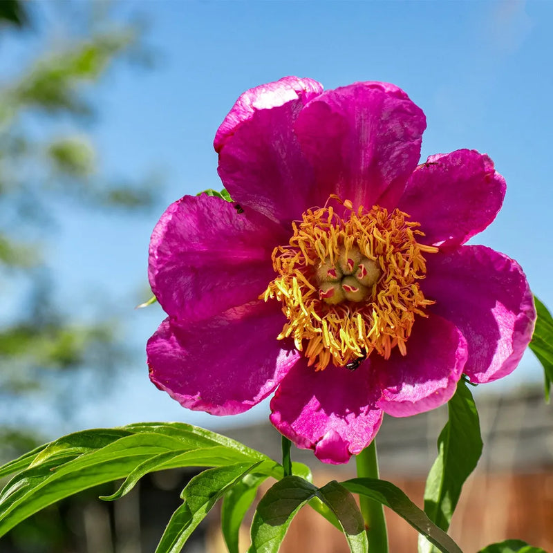 Graines de fleurs de Paeonia tenuifolia, rose, à semer – idéale pour les bordures – variété traditionnelle et sans OGM, graines pour jardin familial