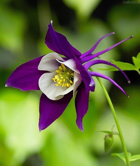 Semillas de aguileña Coerulea para sembrar: flores azules y blancas
