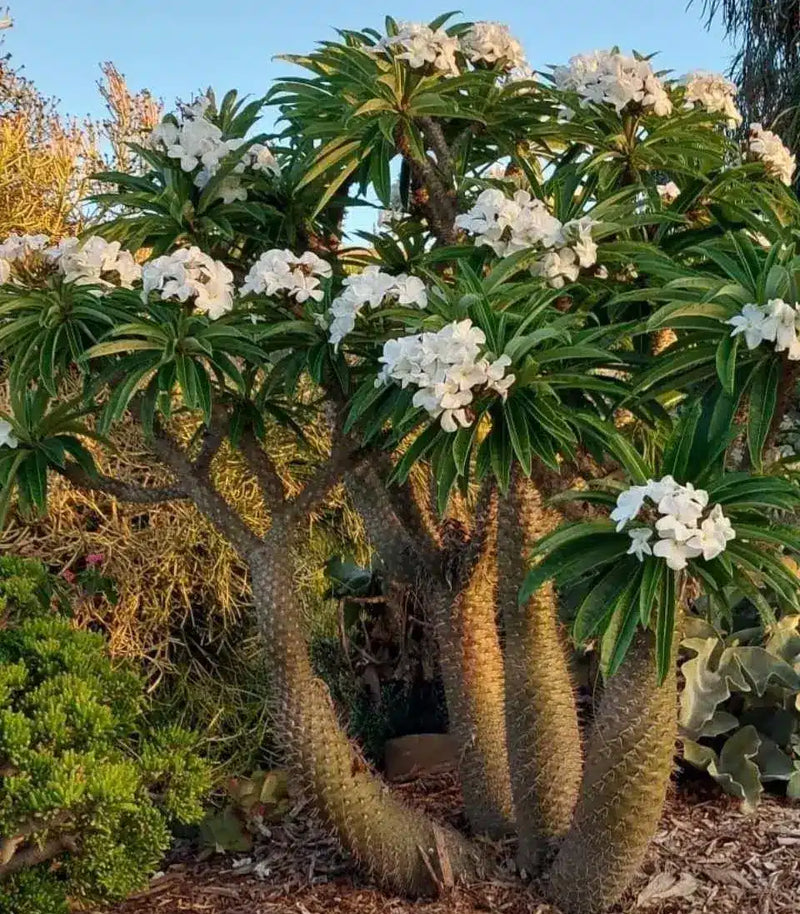 Semillas de flores blancas de Pachypodium Lamerei para siembra – populares en el jardín – variedad tradicional y sin ingeniería genética, semillas para el jardín doméstico
