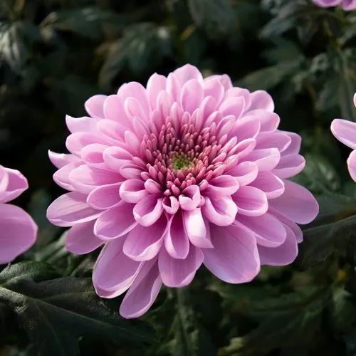 Semillas de crisantemo blanco y rosa para sembrar: flores brillantes, variedad tradicional y sin transgénicos, para el jardín doméstico