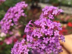 Heirloom yarrow achillea blume samen for anpflanzung colorful display heirloom & gmo free samen for home garten
sale for anpflanzung in home garten