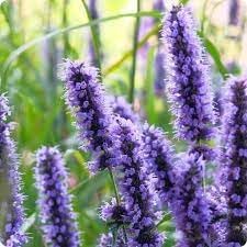 Heirloom hyssop blume samen for anpflanzung sun loving heirloom & gmo free samen for home garten
sale for anpflanzung in home garten