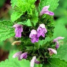 Ballota nigra blume samen for anpflanzung - shade tolerant, heirloom & gmo free samen for home garten
sale for anpflanzung in home garten.