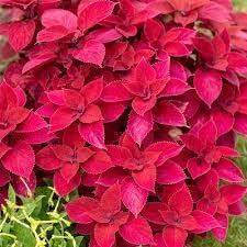 Rot (rot coleus) samen for anpflanzung in home garten