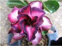 Adenium blume samen for anpflanzung, heirloom non-gmo, high germination organic garten samen
sale samen for home garten
