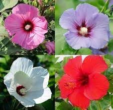 Heirloom hibiscus blume samen for anpflanzung cut blume favorite heirloom & gmo free samen for home garten
sale for anpflanzung in home garten